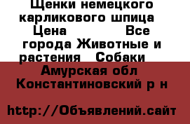 Щенки немецкого карликового шпица › Цена ­ 20 000 - Все города Животные и растения » Собаки   . Амурская обл.,Константиновский р-н